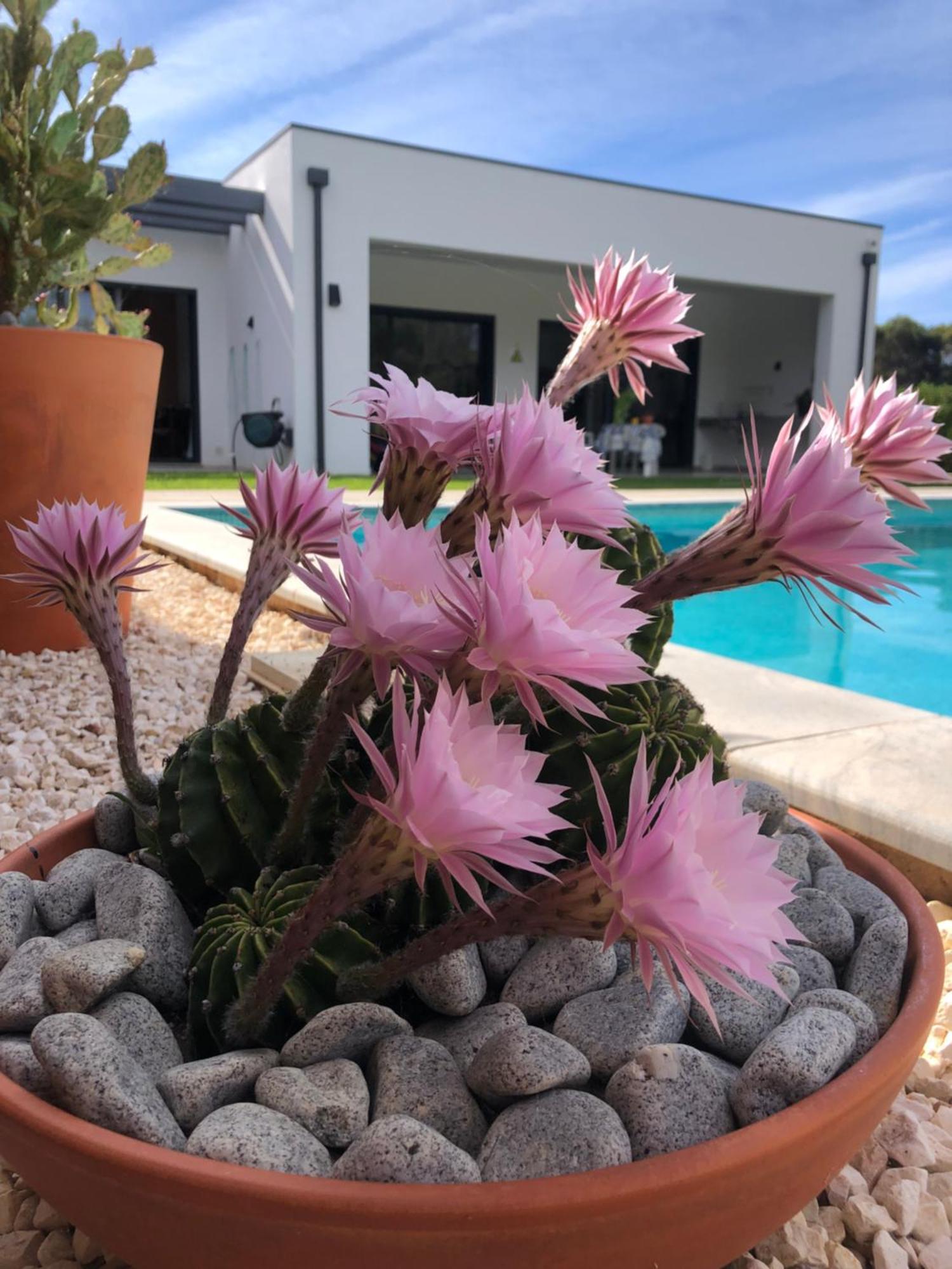 Casa Penina Hotel Alvor Buitenkant foto